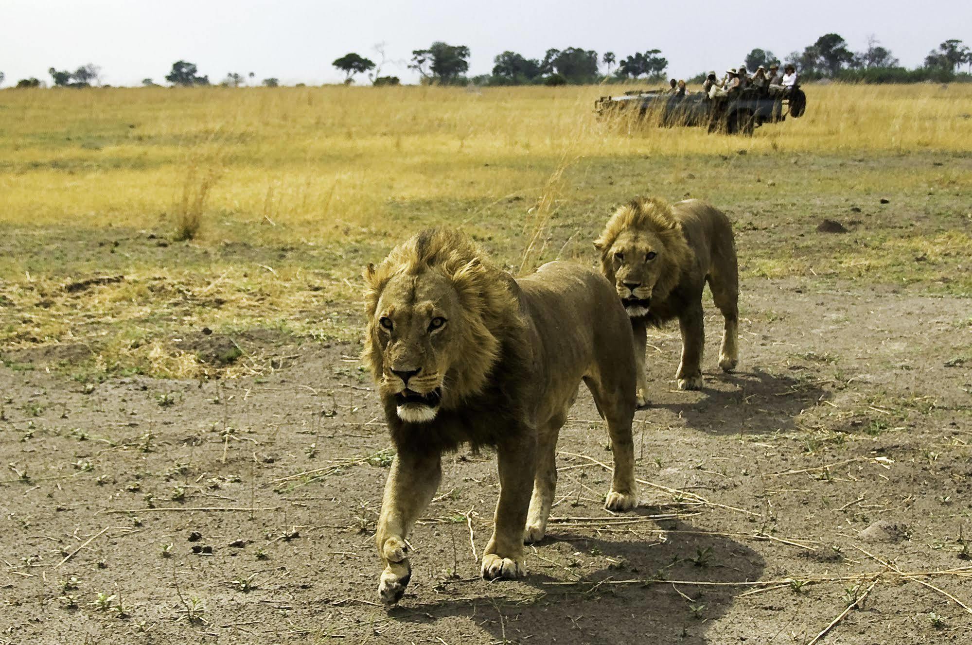 Отель Selinda Camp Selinda Reserve Экстерьер фото